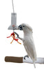Foraging Capsule Bird Toy – Featherland